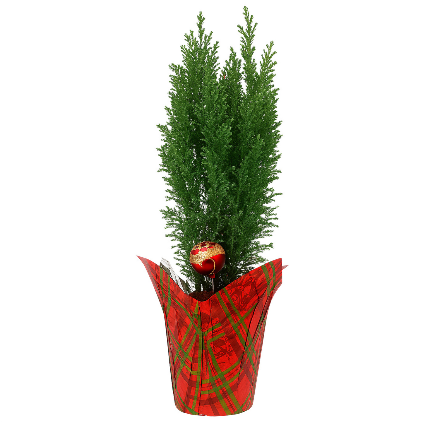 CHRISTMAS POTTED PLANT PROGRAM WINTER WONDERS - COMBO BOX HALLMARK
