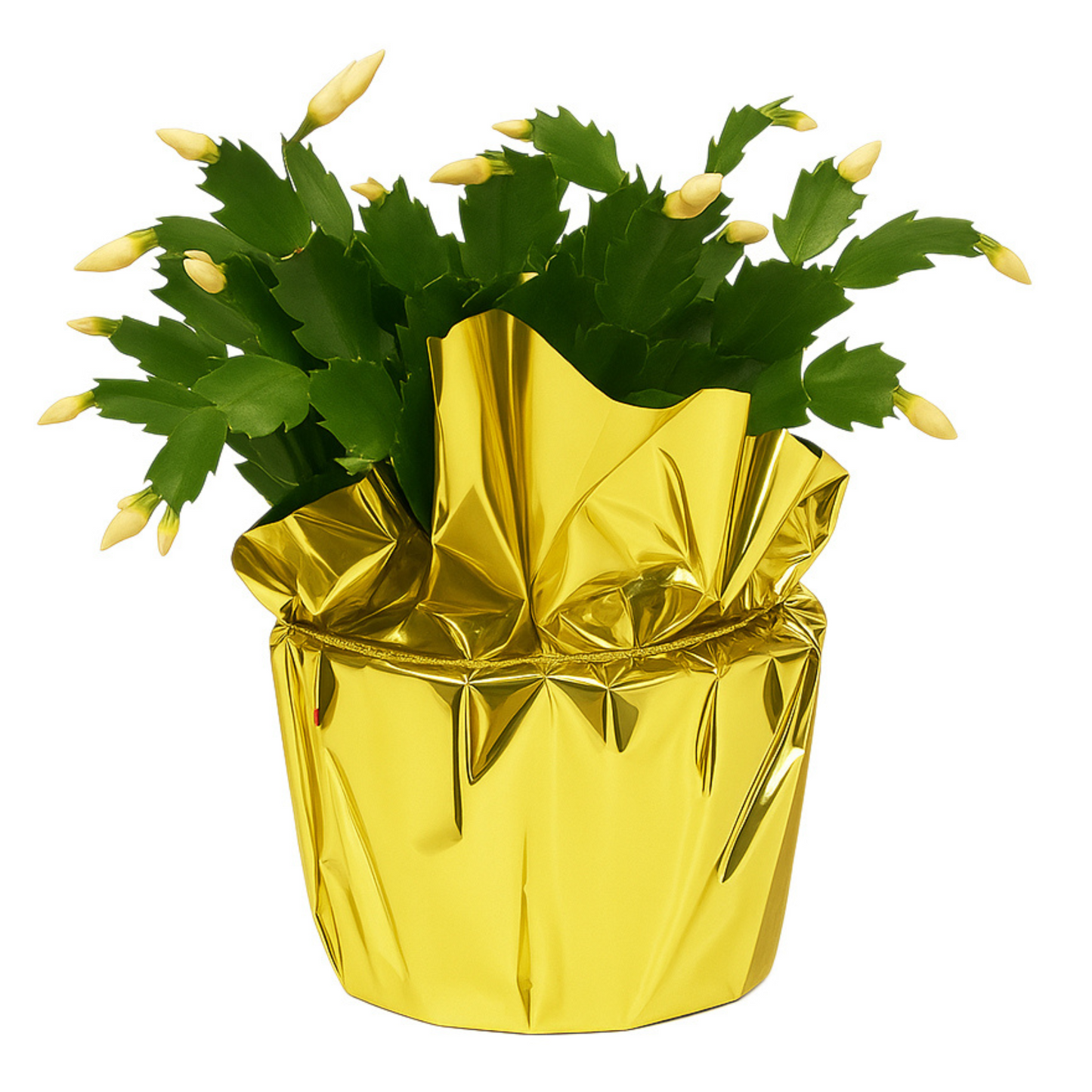CHRISTMAS POTTED PLANT PROGRAM WINTER WONDERS - COMBO BOX HALLMARK