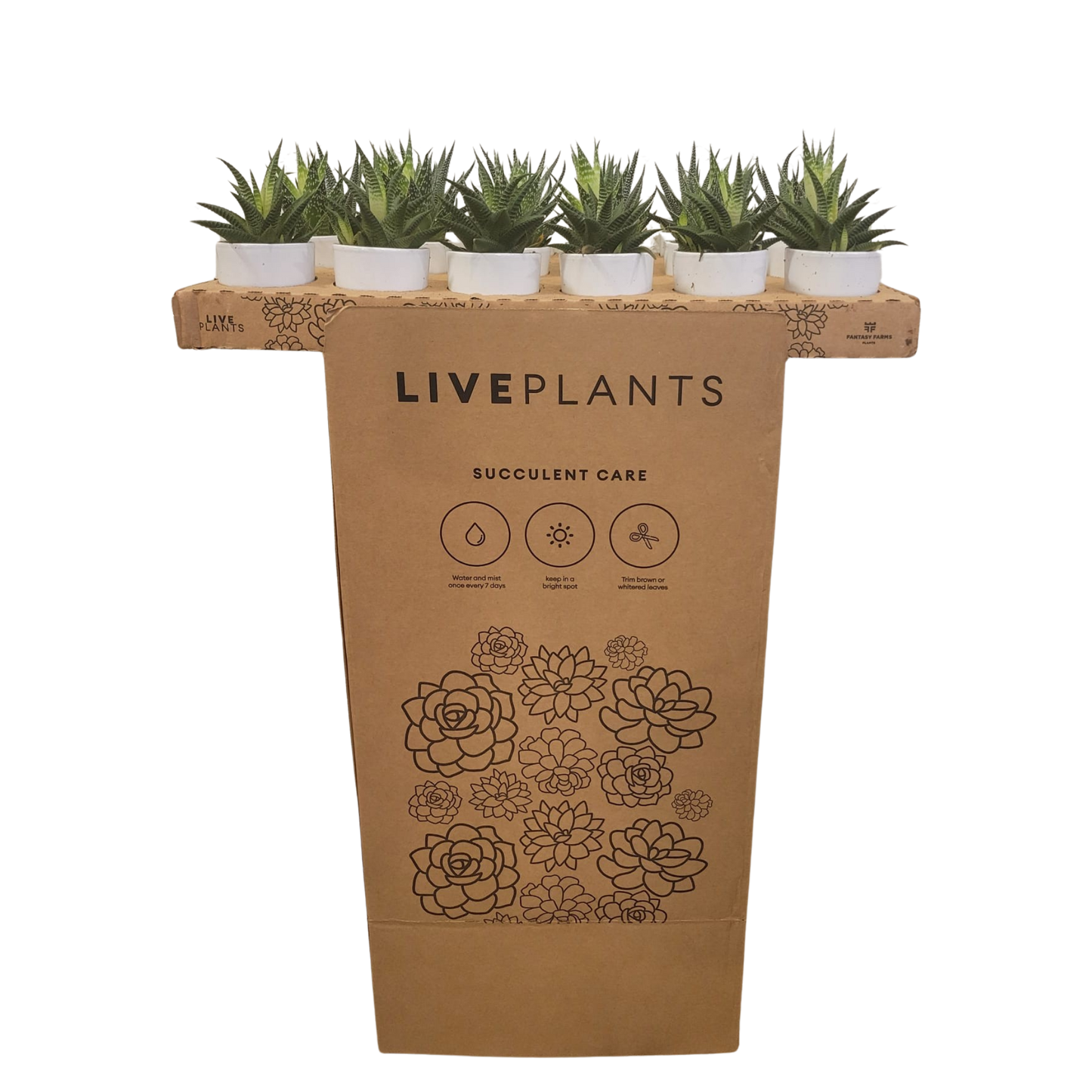 SUCCULENTS- HALLMARK