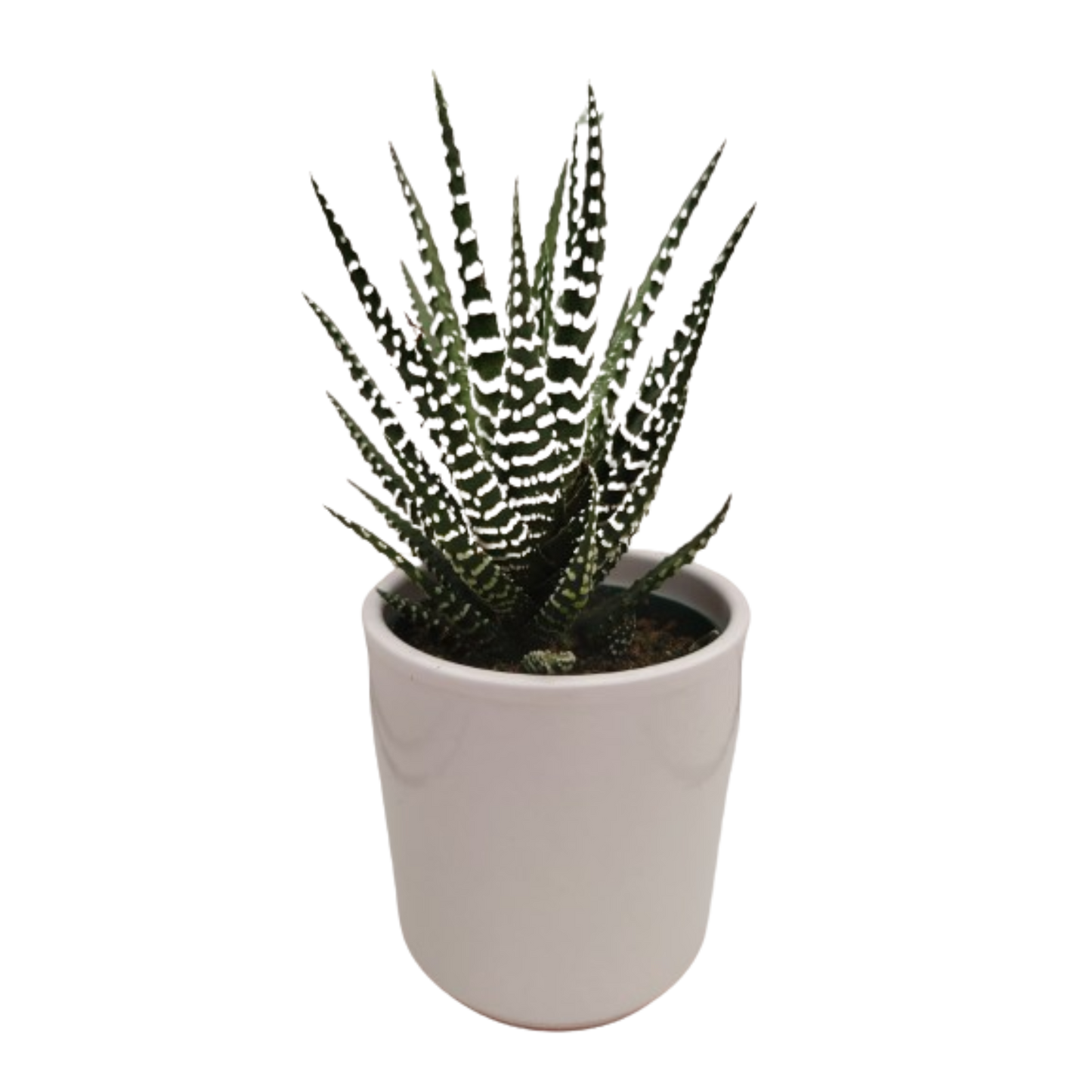 SUCCULENTS- HALLMARK