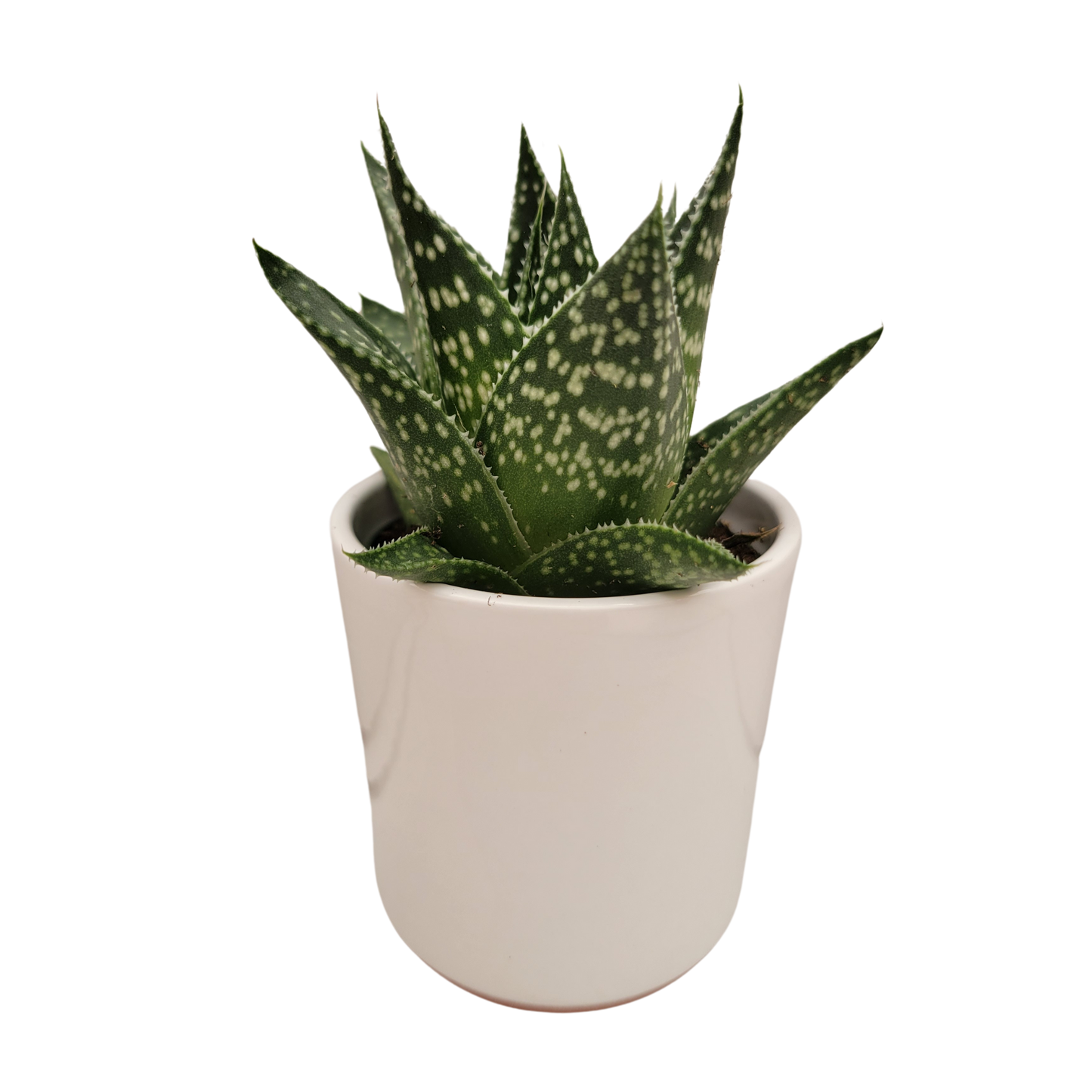 SUCCULENTS- HALLMARK