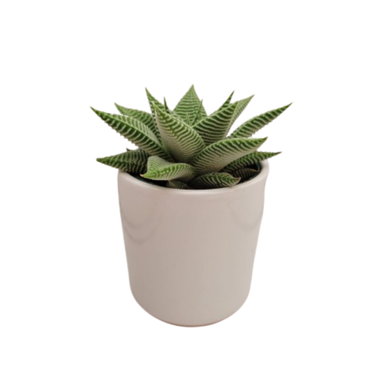 SUCCULENTS- HALLMARK (Pack 18)