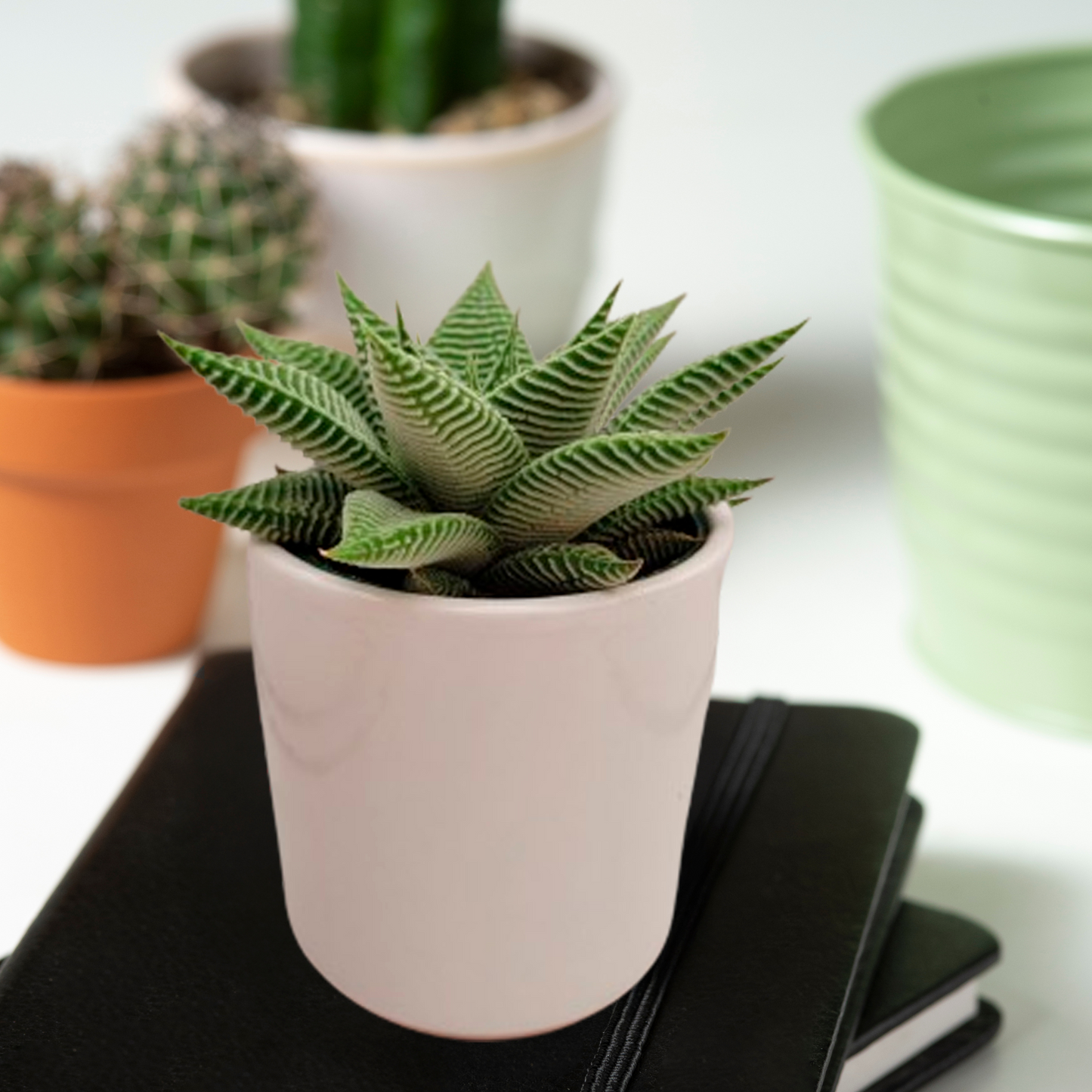 SUCCULENTS- HALLMARK