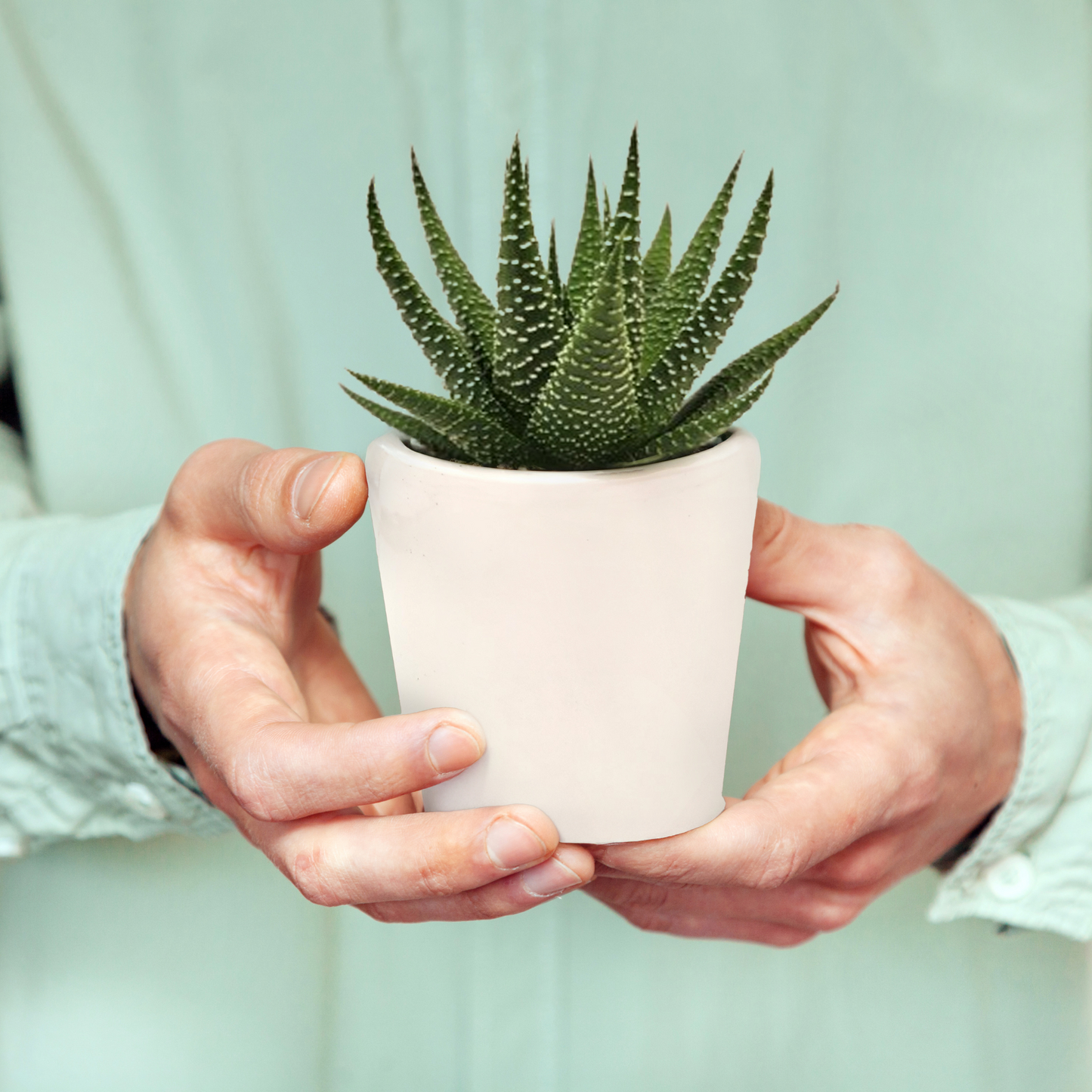 SUCCULENTS- HALLMARK