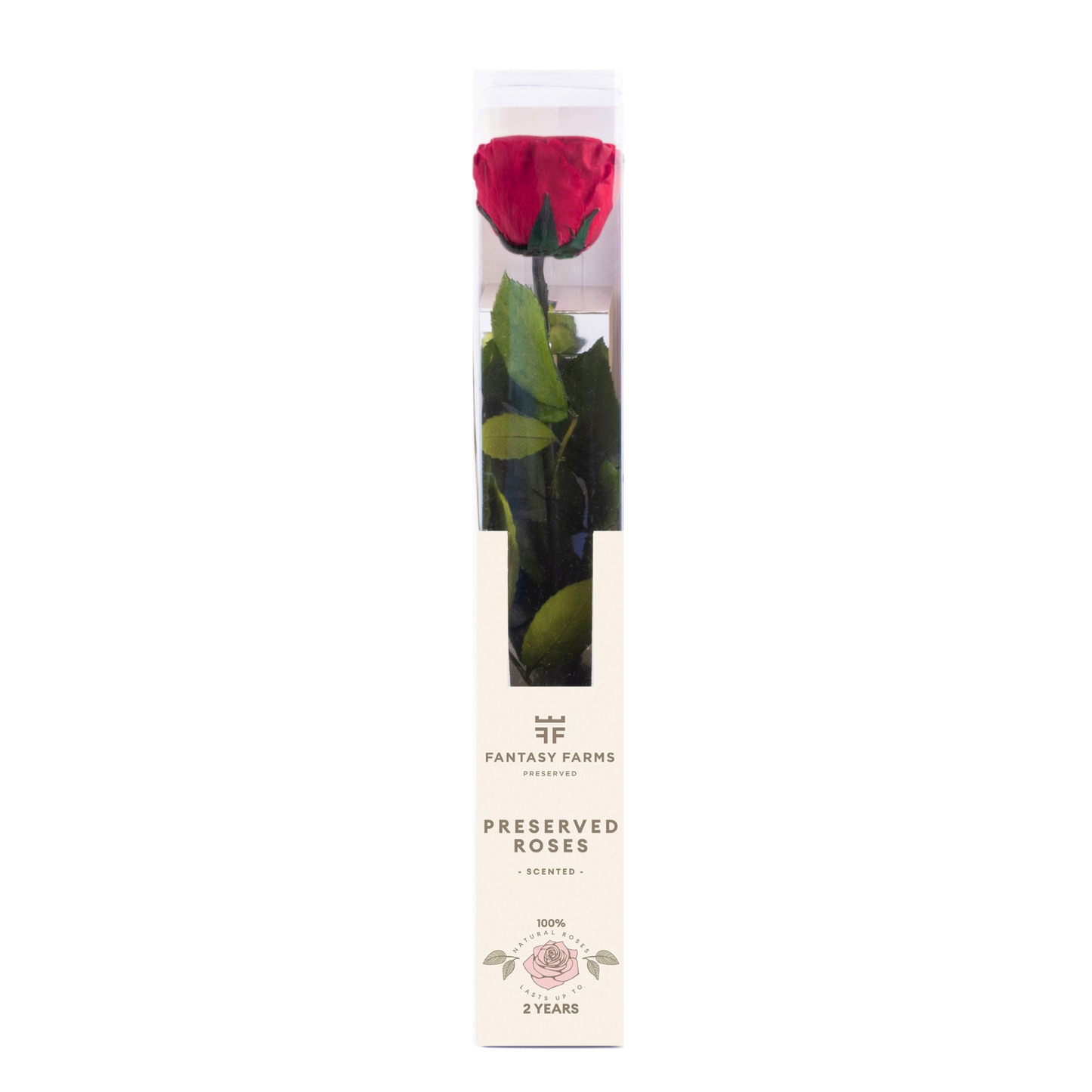PRESERVED ROSES 30cm -HALLMARK