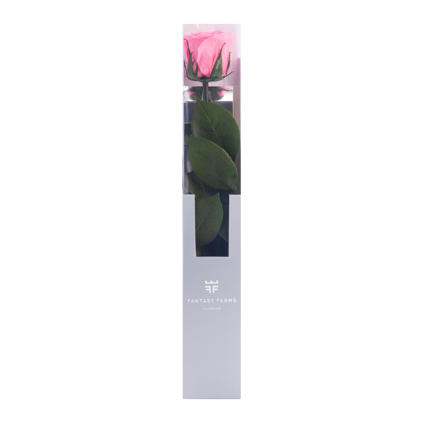 HALLMARK PRESERVED STEMS 30CM (PACK 25)