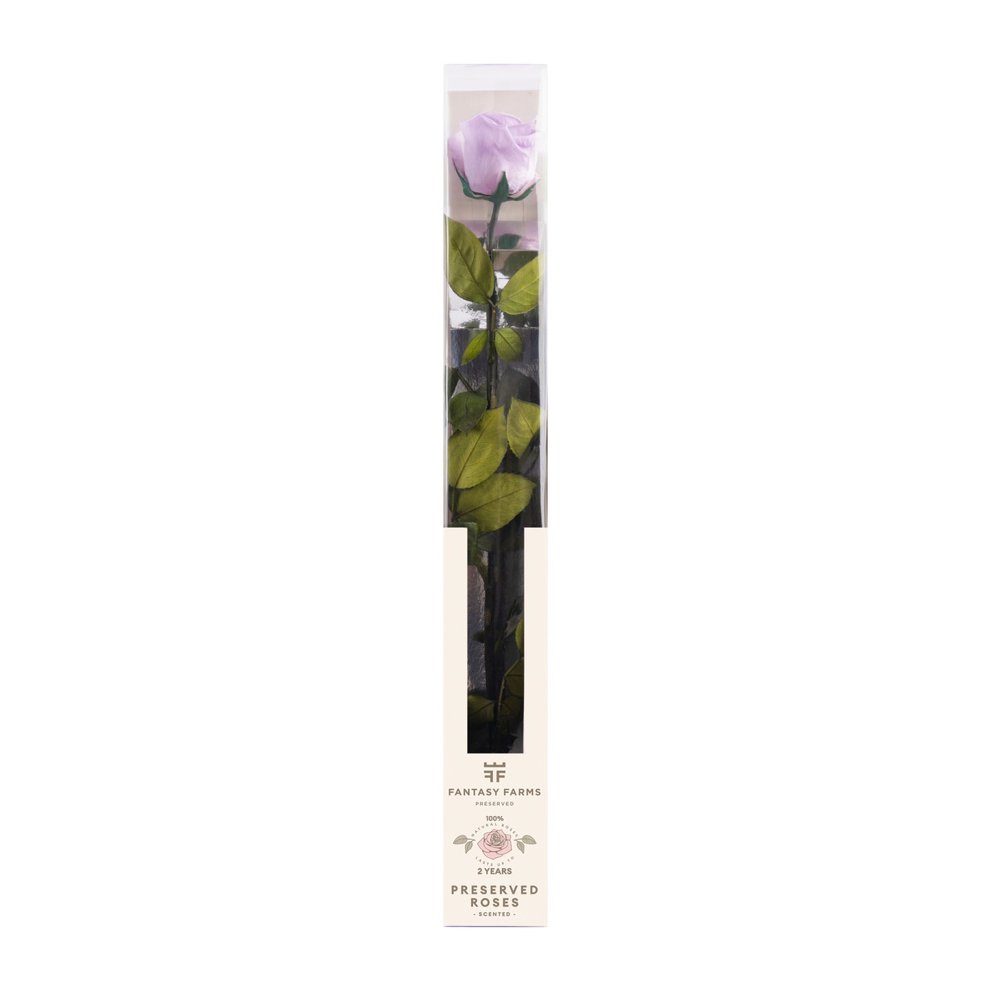 PRESERVED STEMS 50CM