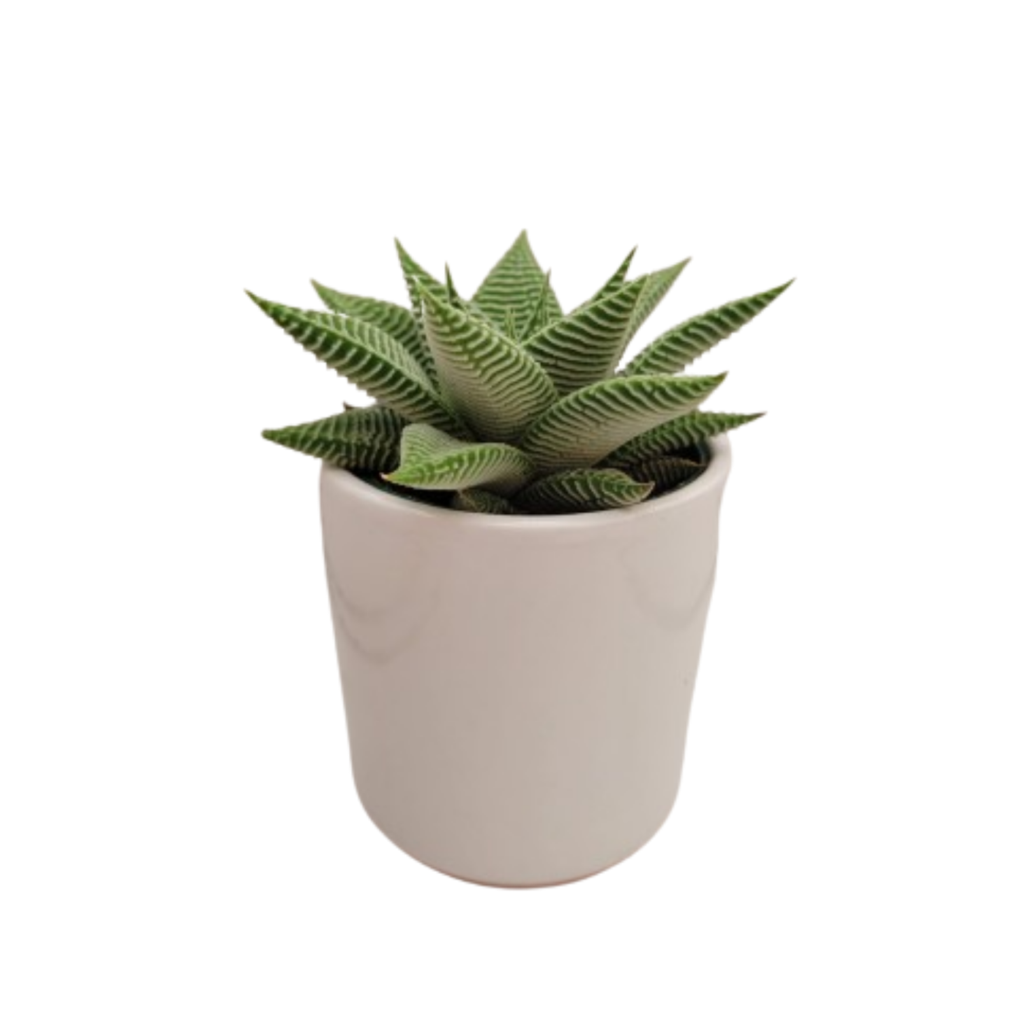SUCCULENTS- HALLMARK