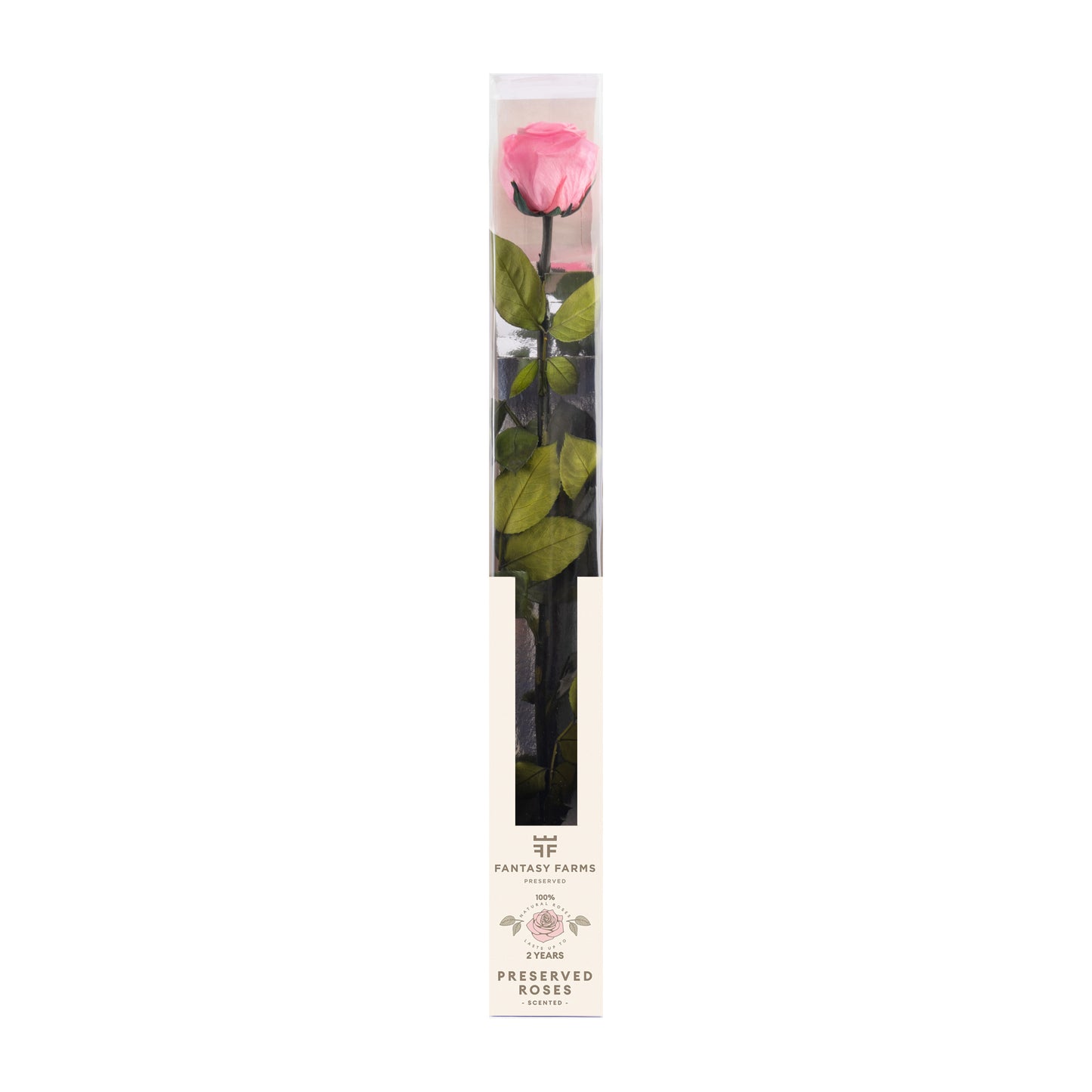PRESERVED STEMS 50CM