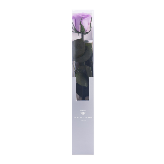 HALLMARK PRESERVED STEMS 50CM (PACK 20)