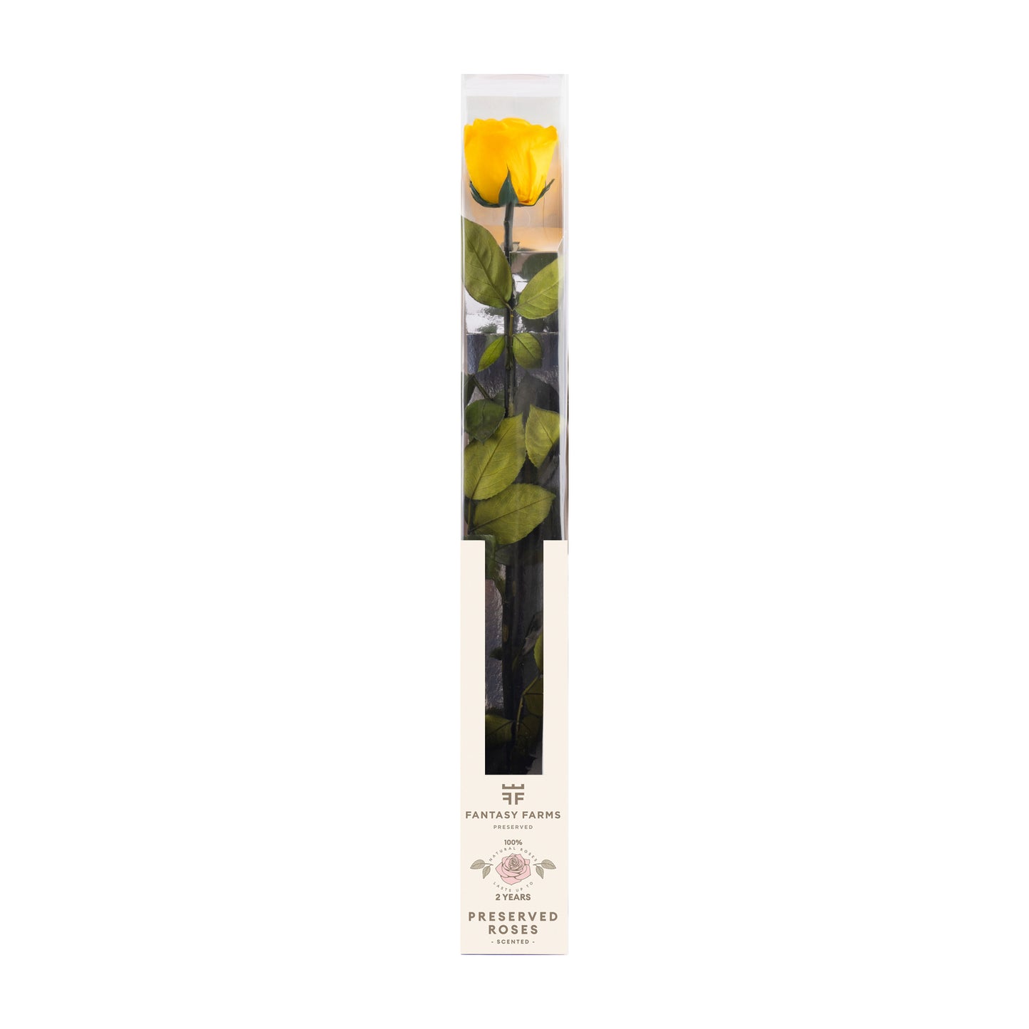 PRESERVED STEMS 50CM