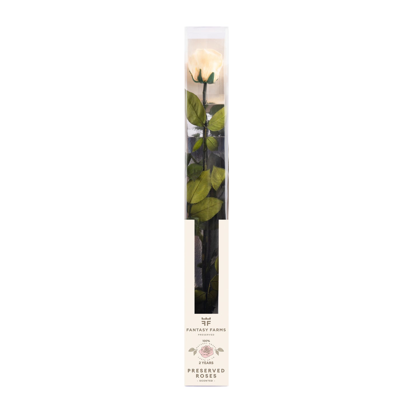 PRESERVED STEMS 50CM