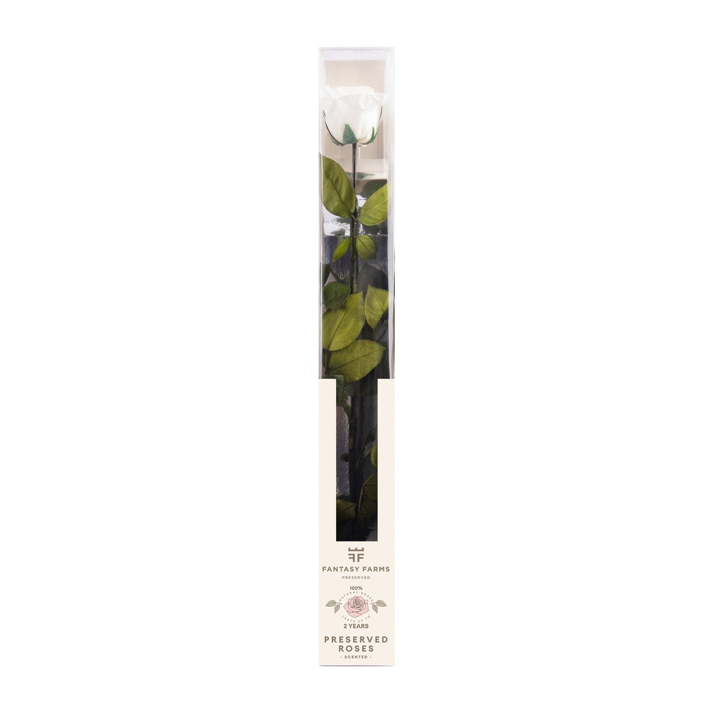 PRESERVED STEMS 50CM