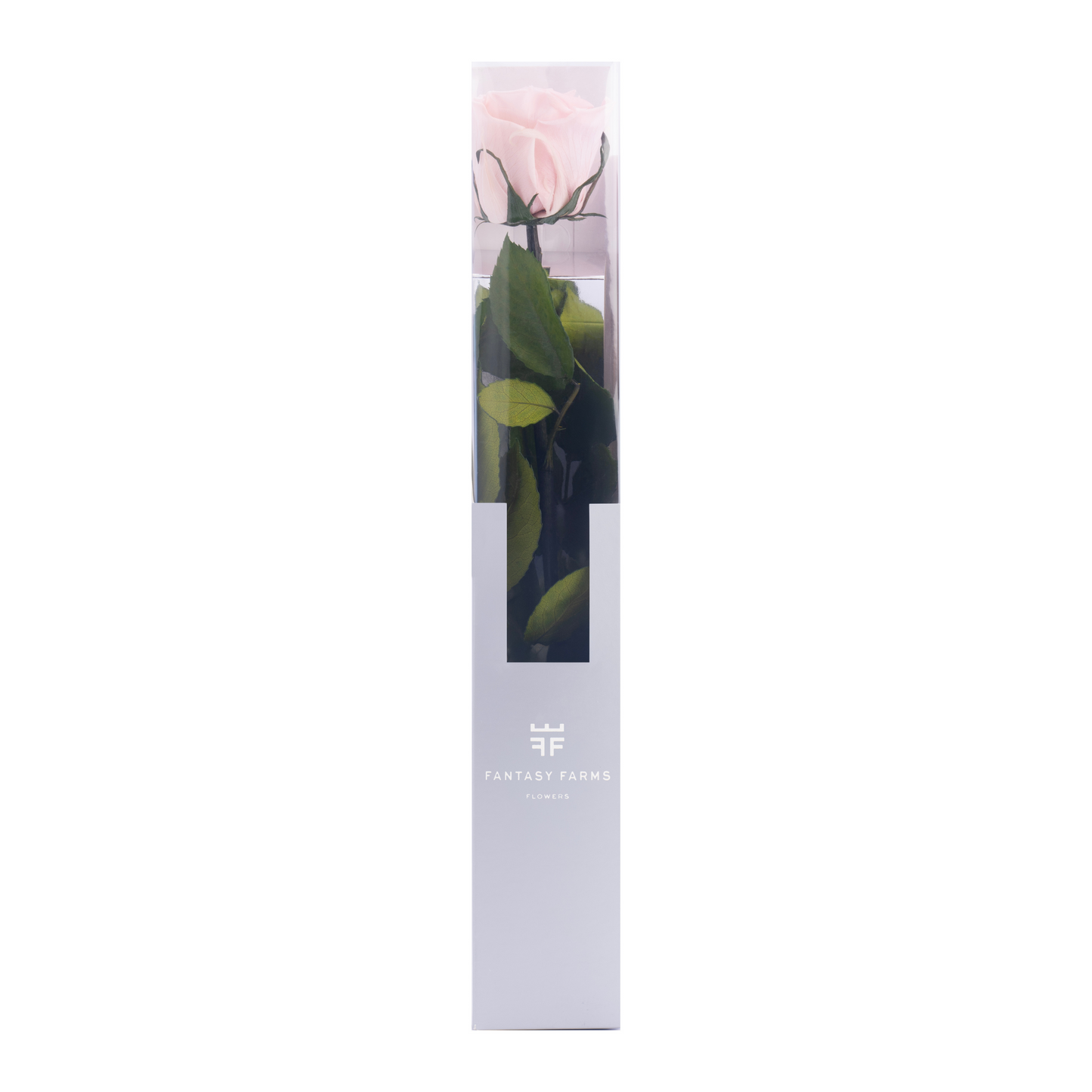 HALLMARK PRESERVED STEMS 30CM (PACK 25)