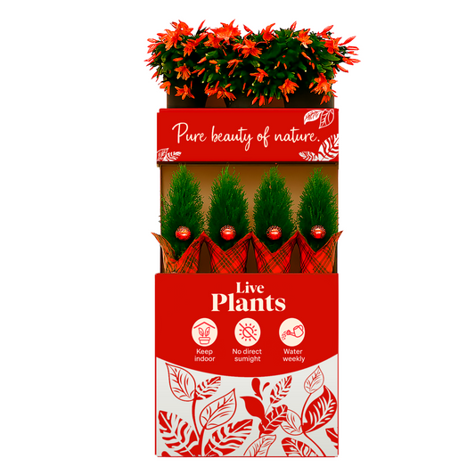CHRISTMAS POTTED PLANT PROGRAM WINTER WONDERS - COMBO BOX HALLMARK