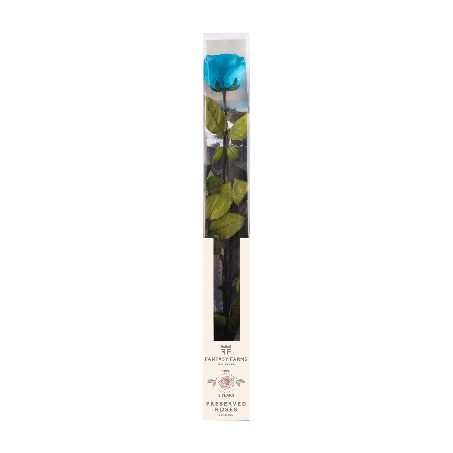 PRESERVED STEMS 50CM