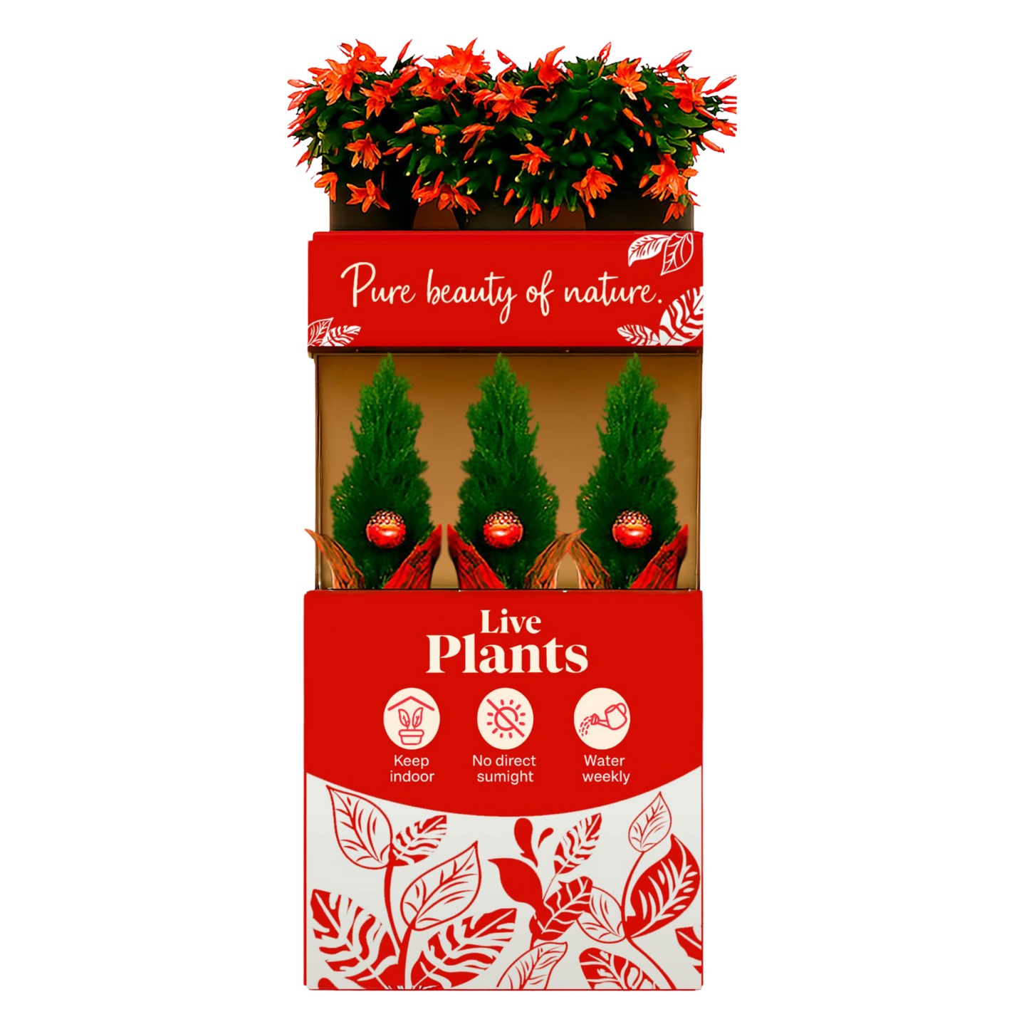 CHRISTMAS POTTED PLANT PROGRAM - WINTER WONDERS - COMBO BOX HALLMARK