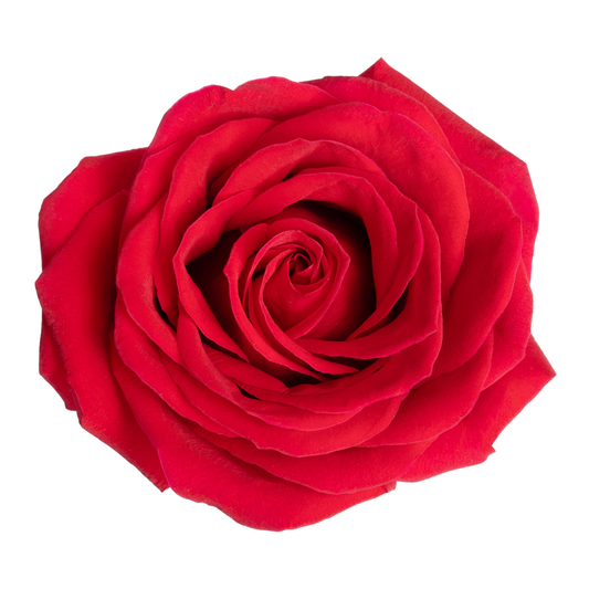 VALENTINE´S DAY - SINGLE ROSE - HALLMARK