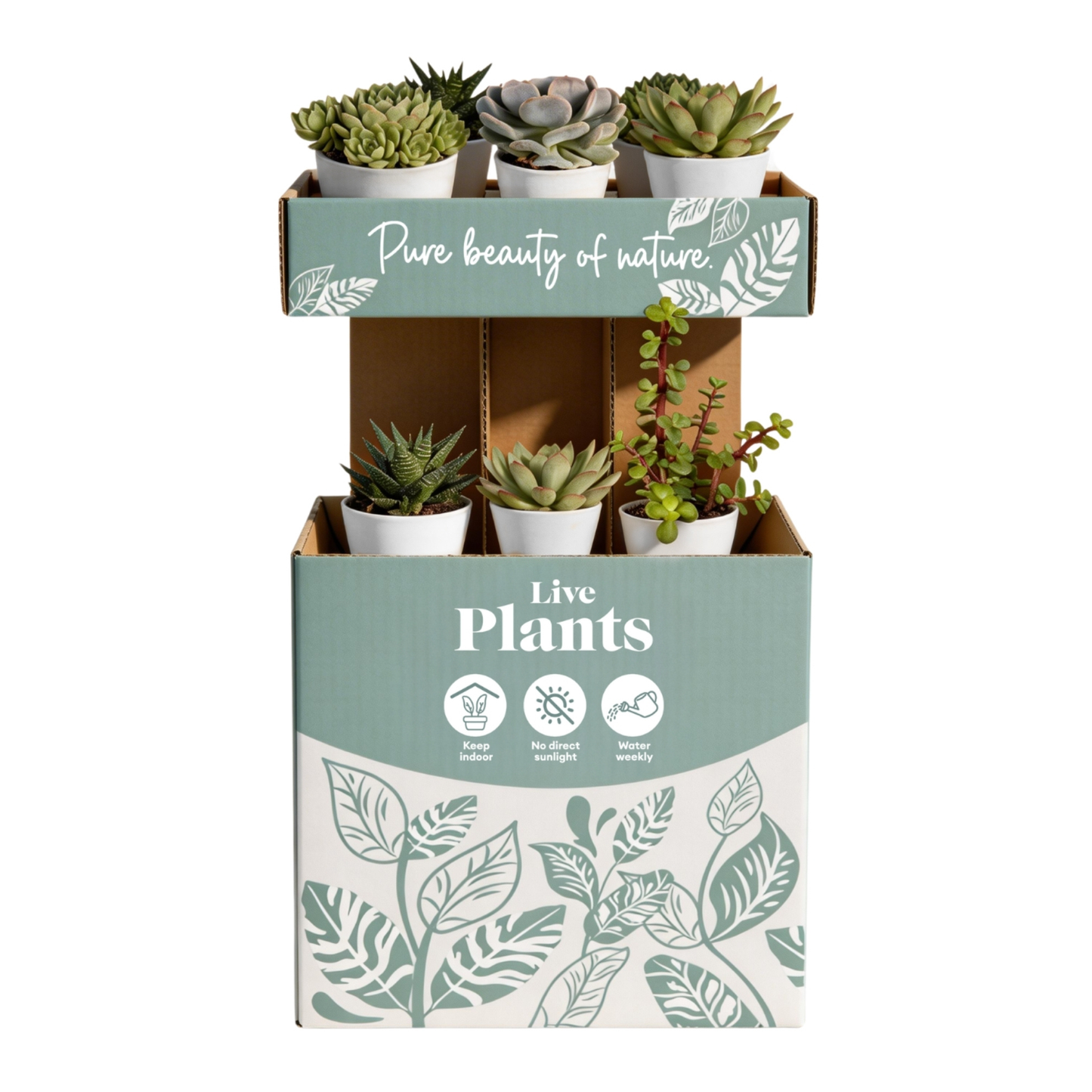 SUCCULENTS