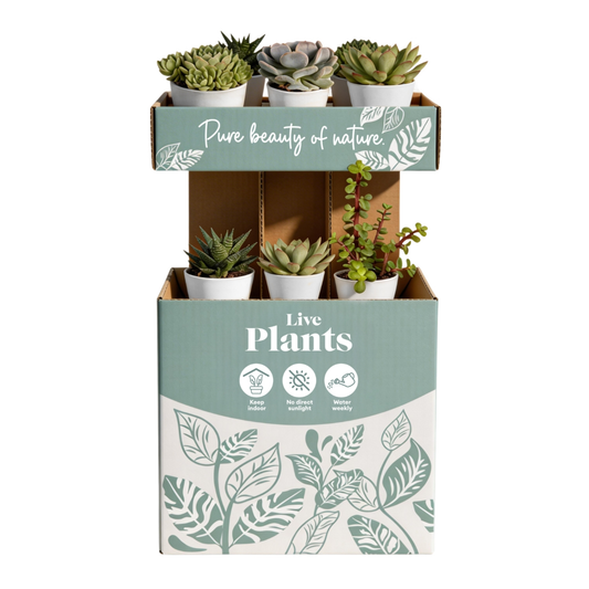SUCCULENTS