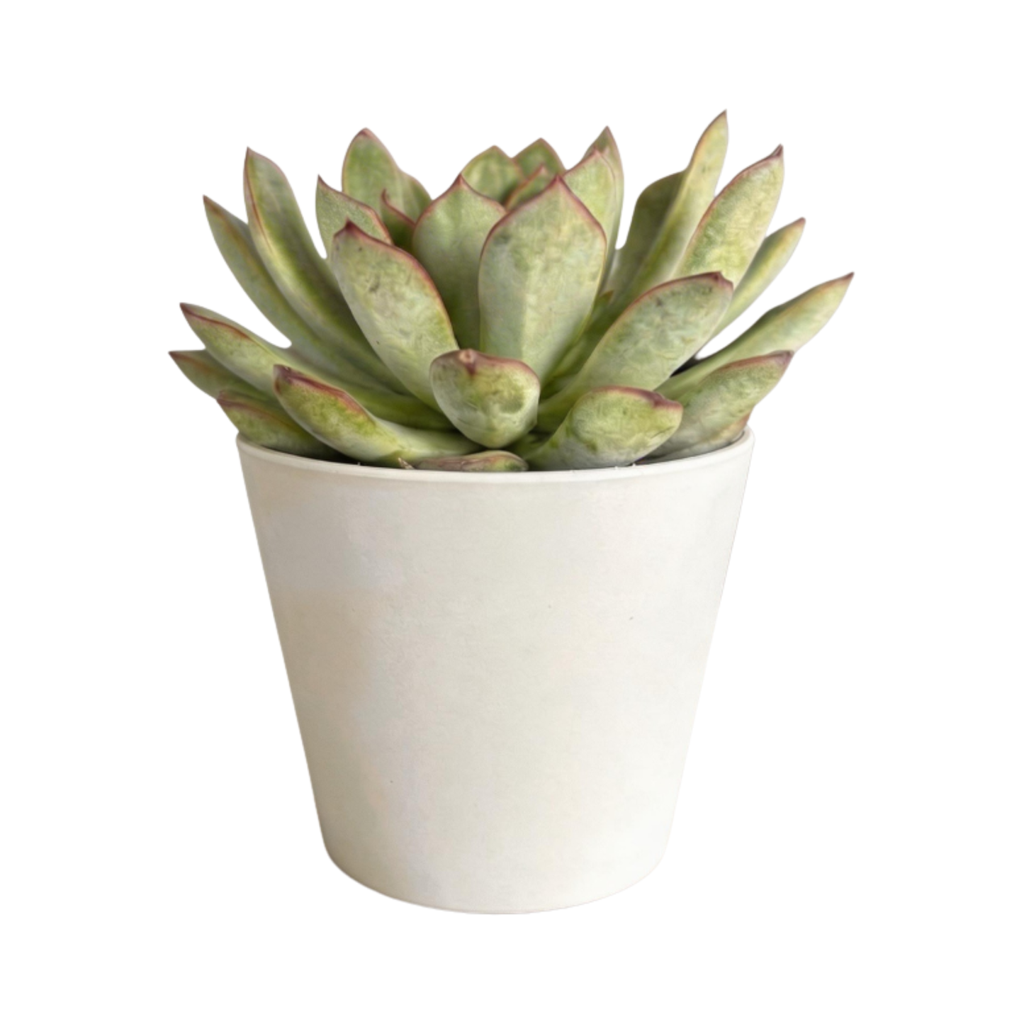 SUCCULENTS