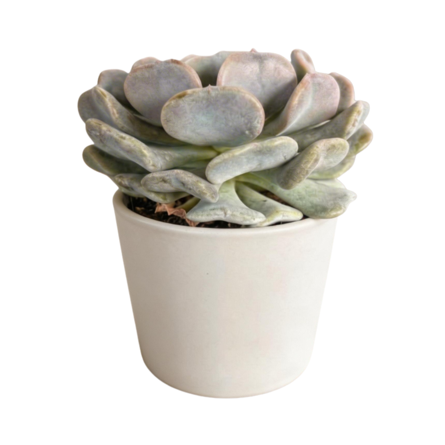 SUCCULENTS
