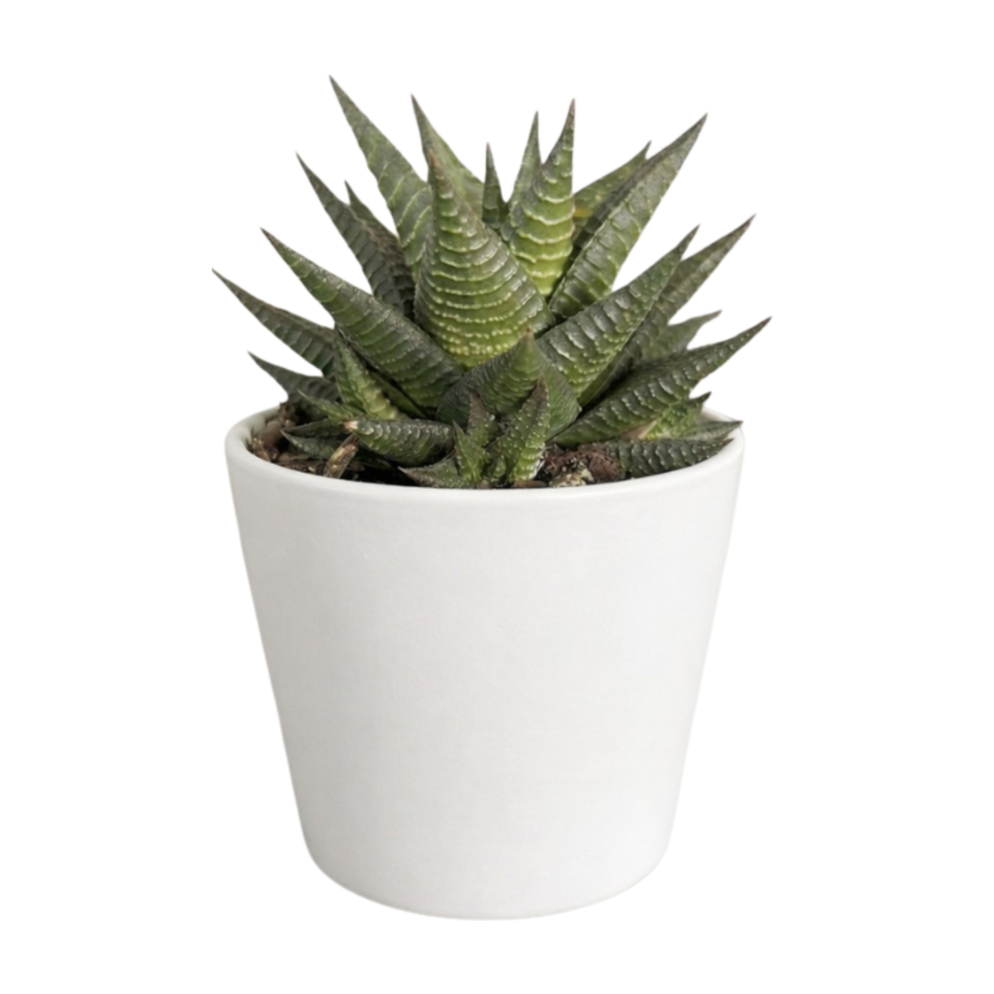 SUCCULENTS